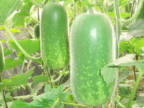 减肥吃芦瓜,天然低卡美食，轻松享瘦生活