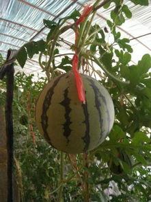 只吃吊瓜可以吃吗,揭秘吊瓜的营养价值与食用安全