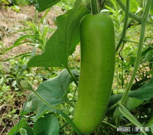 今年晚上吃的瓜,揭秘娱乐圈最新八卦风云