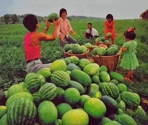 吃瓜群众的瓜味儿,吃瓜群众眼中的瓜味儿风云录