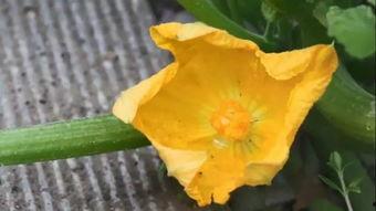 花瓣吃瓜,探寻自然与味蕾的和谐交响