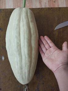 结瓜怎么吃有毒,如何安全食用