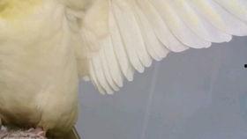 鸟可以吃哈密瓜嘛,哈密瓜在鸟类饮食中的地位