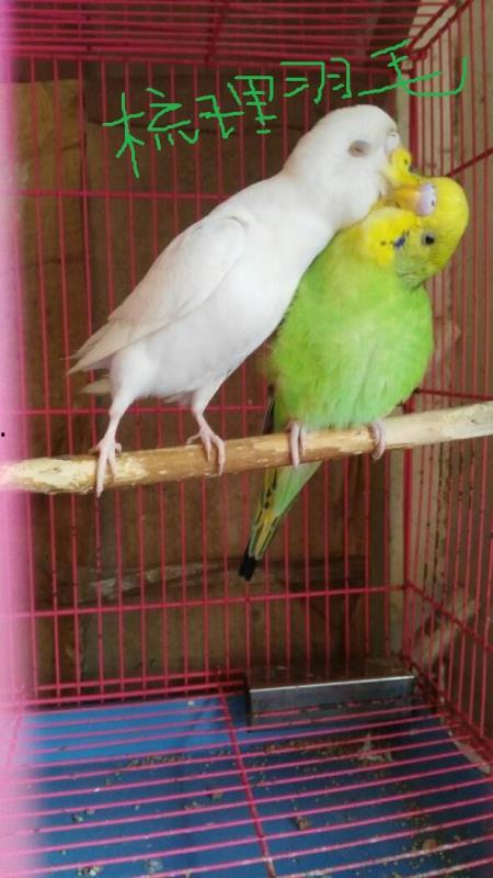 鹦鹉可以吃白瓜,白瓜成为新宠