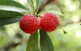 吃杨梅瓜过敏吗