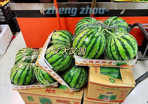 郑州吃瓜情报处