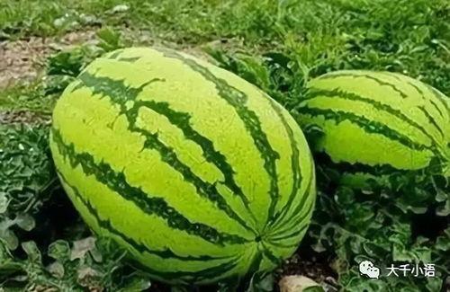 big吃瓜,big吃瓜事件背后的真相与影响